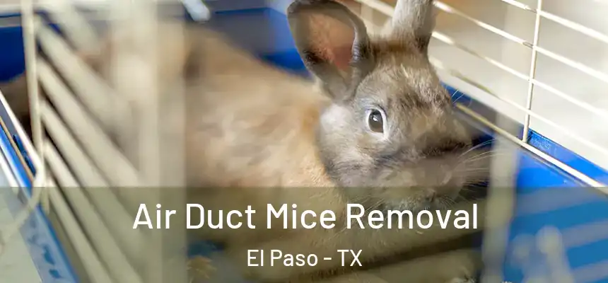 Air Duct Mice Removal El Paso - TX